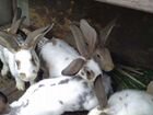 Кролики помесь строкач фландер объявление продам