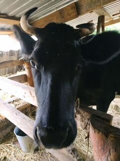 Корова дойная - фотография № 3