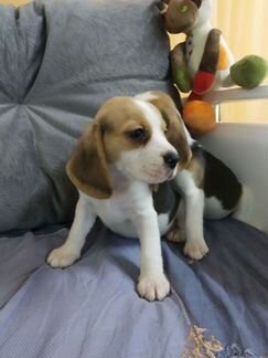 Девочки бигль