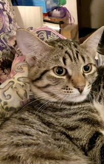 Котенок мальчик 5 месяцев ласковый