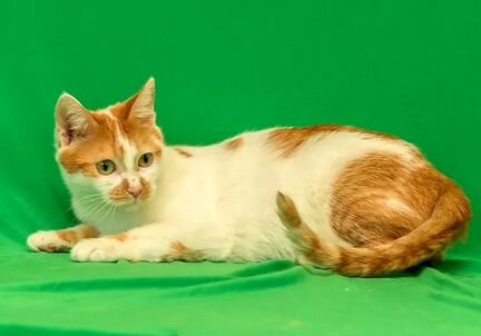 Ласковый рыже-белый котик в дар