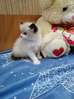 Солнечные куклы рэгдолл