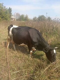Корова, тёлка, сено - фотография № 4