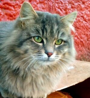 Котя - ласковый пушистик