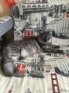 Передержка животных сао