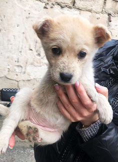 Щенок девочка от небольшой собачки