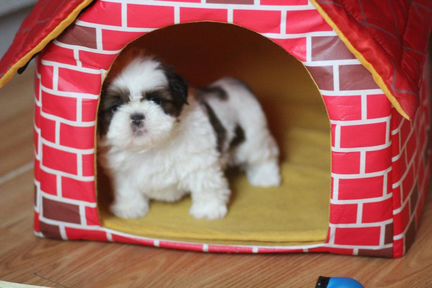 Малышка ши-тцу 2 мес РКФ