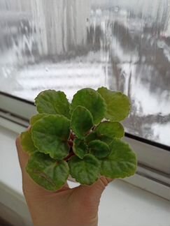 Фиалка сортовая