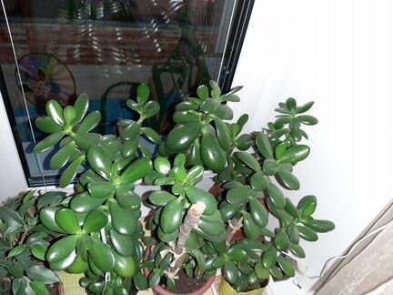 Толстянка (крассула) денежное дерево