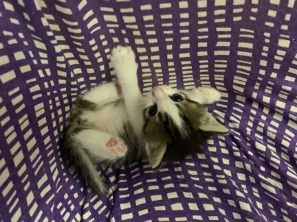 Котята отдам в добрые руки бесплатно(мальчик и дев