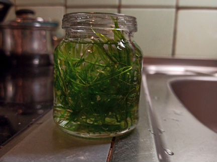 Аквариумное растение Наяс