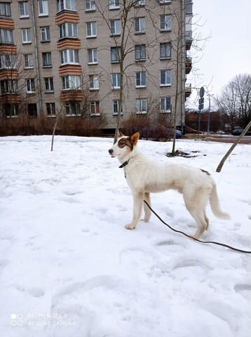 Собака Бим