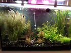 Растения в аквариум/рыбки/креветки