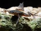 Лягушка гименохирус карликовая аквариумная объявление продам