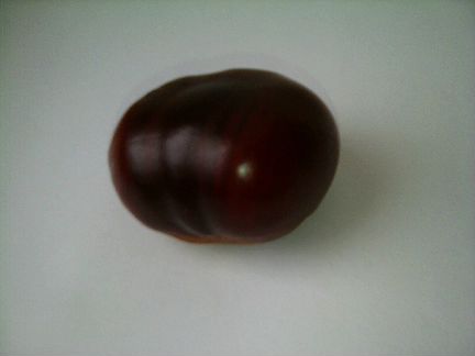 Семена каштана урожая 2019 года