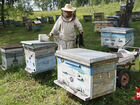 Пчелавод объявление продам