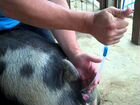 Искусственное осеменение свиней объявление продам
