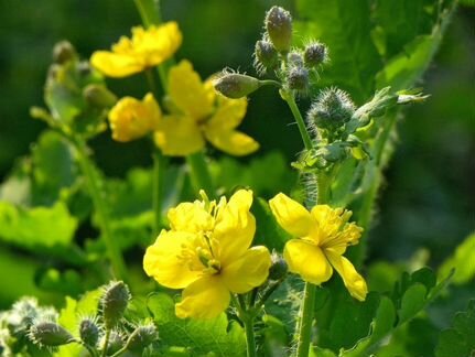 Чистотел большой, лечебная вытяжка