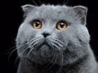 Вязка шотландский вислоухий кот Scottish Fold