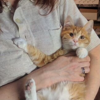 Котёнок ищет семью