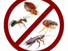 Уничтожение клопов,тараканов,блох и других насеком