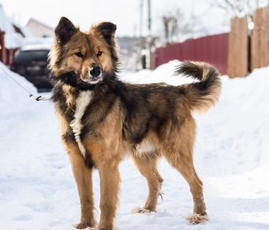 Метис немецкой овчарки спокойный пушистый умница