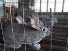 Кролики советская шиншилла объявление продам