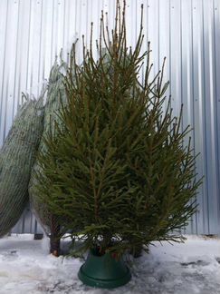 Русская живая ёлка