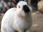Кролики: серебно, калифорния и баран объявление продам