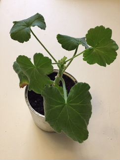 Пеларгония герань