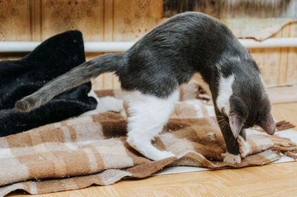 Кошка Мушка