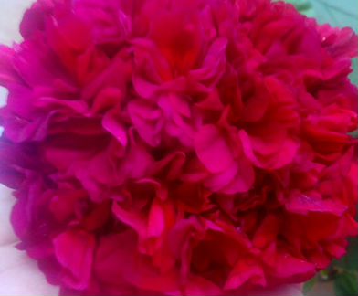 Пеларгонии (герани) Jagershus Мandelblom и др