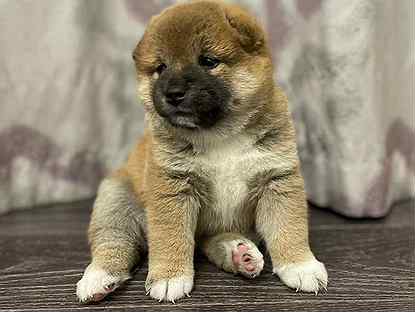 Щенки сиба ину авито. Авито щенок сиба. Сиба ину. Авито щенок сиба. Шиба ину мини щенок.