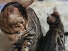 Племенной кот временно открыт для вязок объявление продам