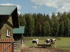 Ферма с сыроварней в аренду в Лен. области объявление продам