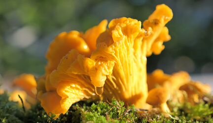 Грибы Лисички Сушеные / Порошок / Капсулы 2020