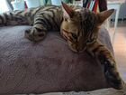 Потерялся бенгальский котик объявление продам