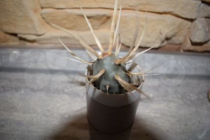 Кактусы и суккуленты