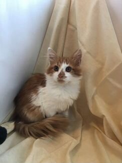 Рыжий котёнок