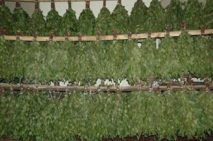 Веники берёзовые, дубовые, липовые и пихта под зак