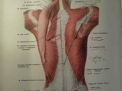 Мышцы спины атлас Синельникова