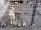 Западно сибирская лайка с щенками объявление продам