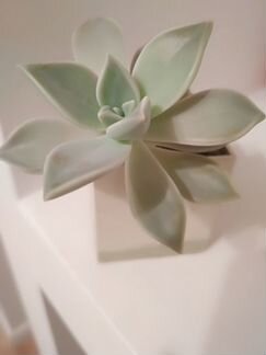 Суккуленты
