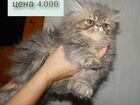 Шикарный персидский котенок
