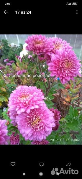 Хризантема кустовая