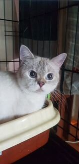 Кошка шотландская серебристая шиншила Мэрлин 1,5го