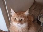 Мейн-кун кошка красный мрамор