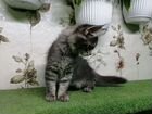 Мейн-кун котята-девочки объявление продам