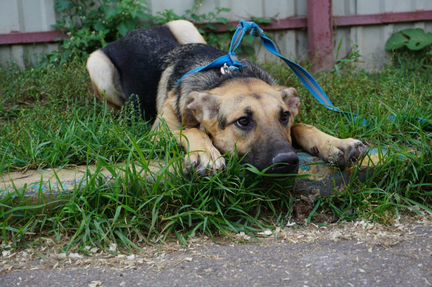 Щенок Арчи, 11 мес. В дар
