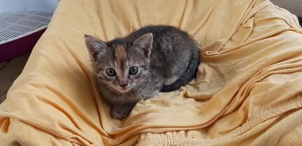 Котята в дар